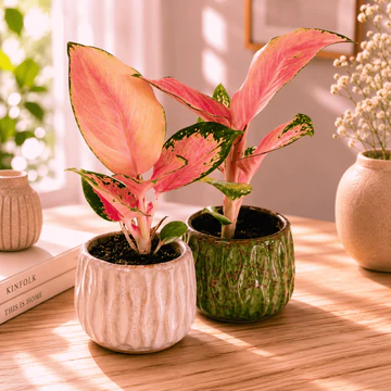 Blush Beauty Aglaonema In Marble Blossom Pot
