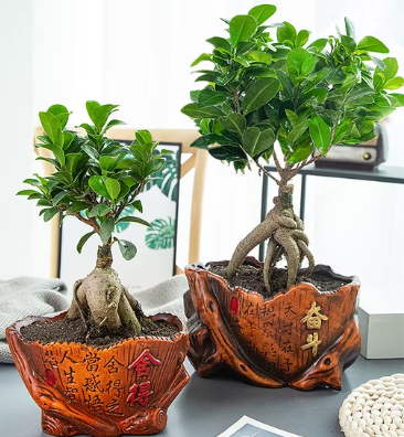 Ficus Microcarpa Bonsai In A Wooden Planter